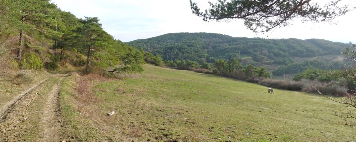 Bide ederra pinudietan barrena