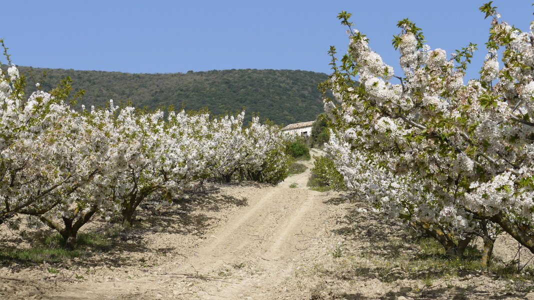 Ermitarako bidea, Etxarritik abiatuta, gereziondoz inguratua