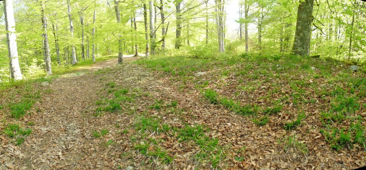 Urdantxarreta trikuharriaren hondakinak