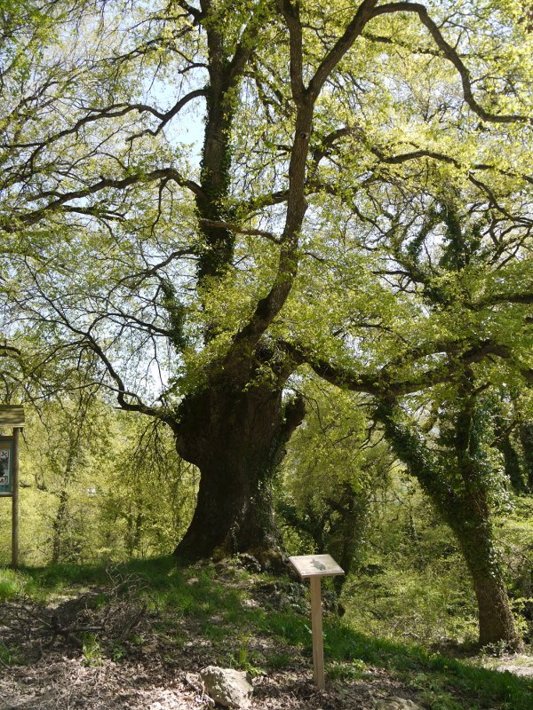 Zentinela Zudaire aldean