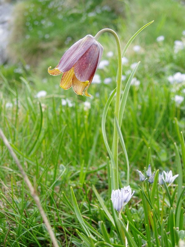 Fritillaria nigra