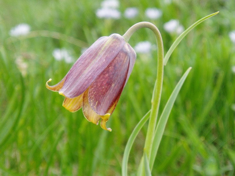 Fritillaria nigra