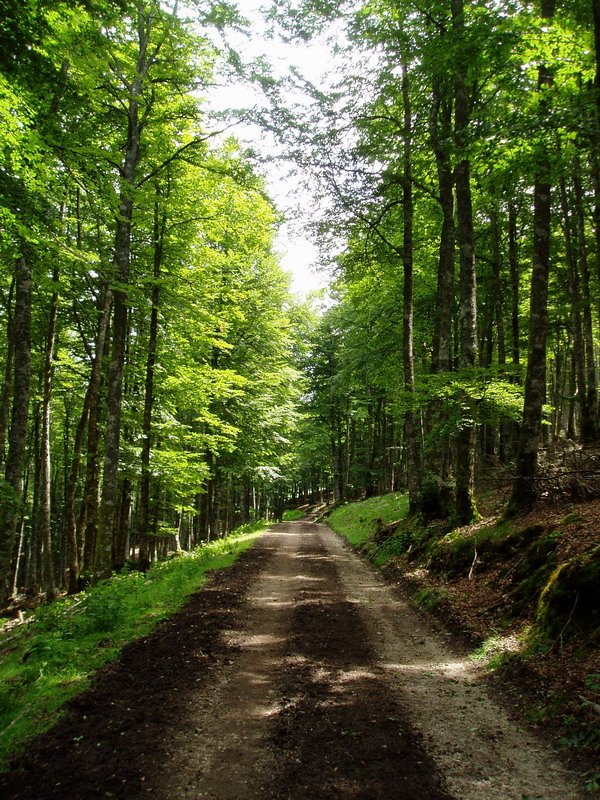 Lubierri eta Tximua arteko bidea
