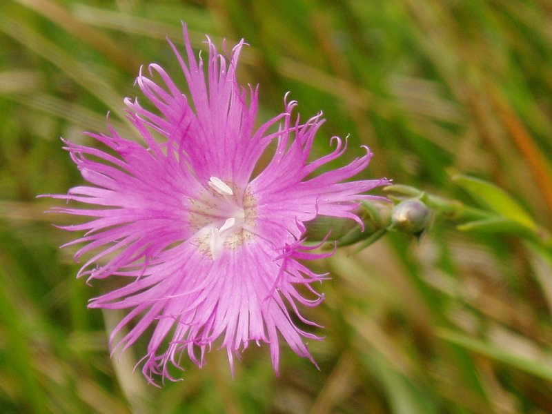 Dianthus hyssopifolius hyssopifolius