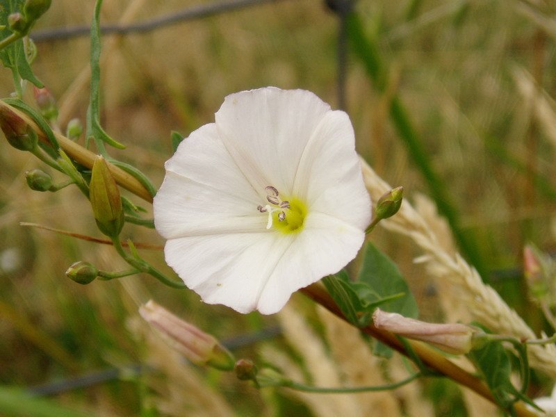 Eskiluntza edo ezkerte zuria (Calystegia sepium)