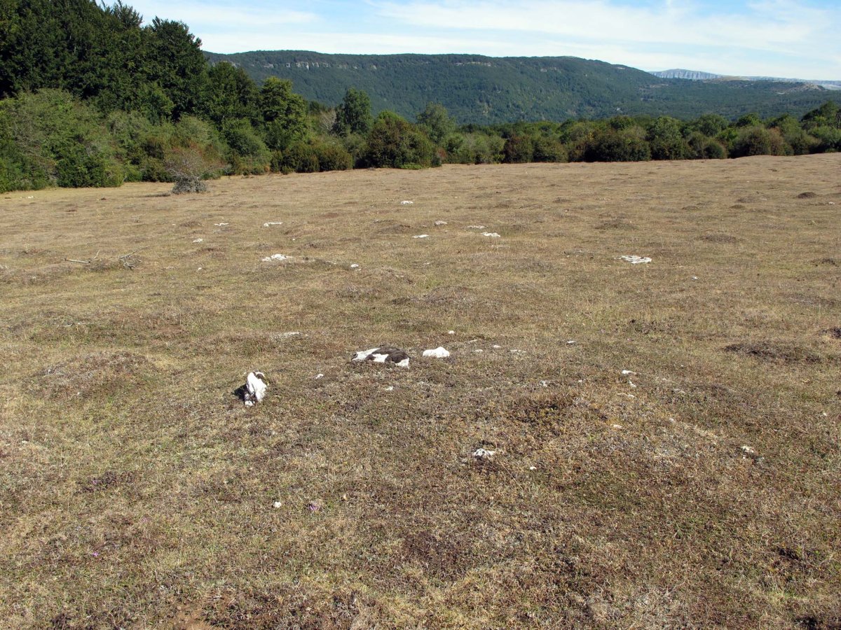 REGALBAR 1 ekialde tumulua