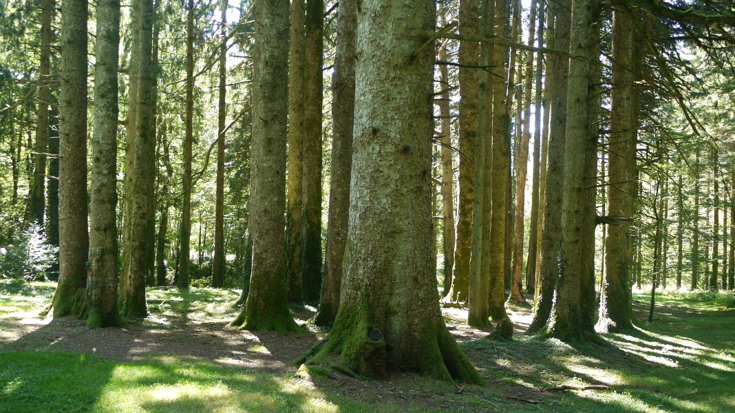 Leitzalarreako izeiak