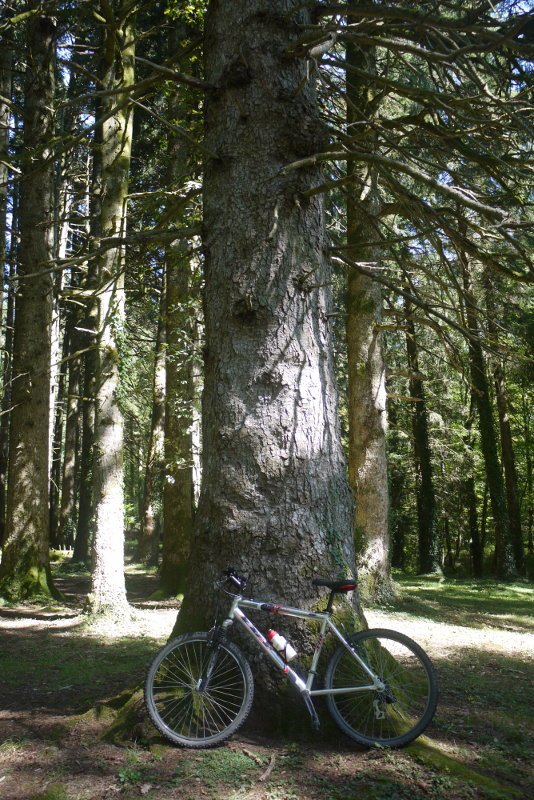 Leitzalarreako izeiak