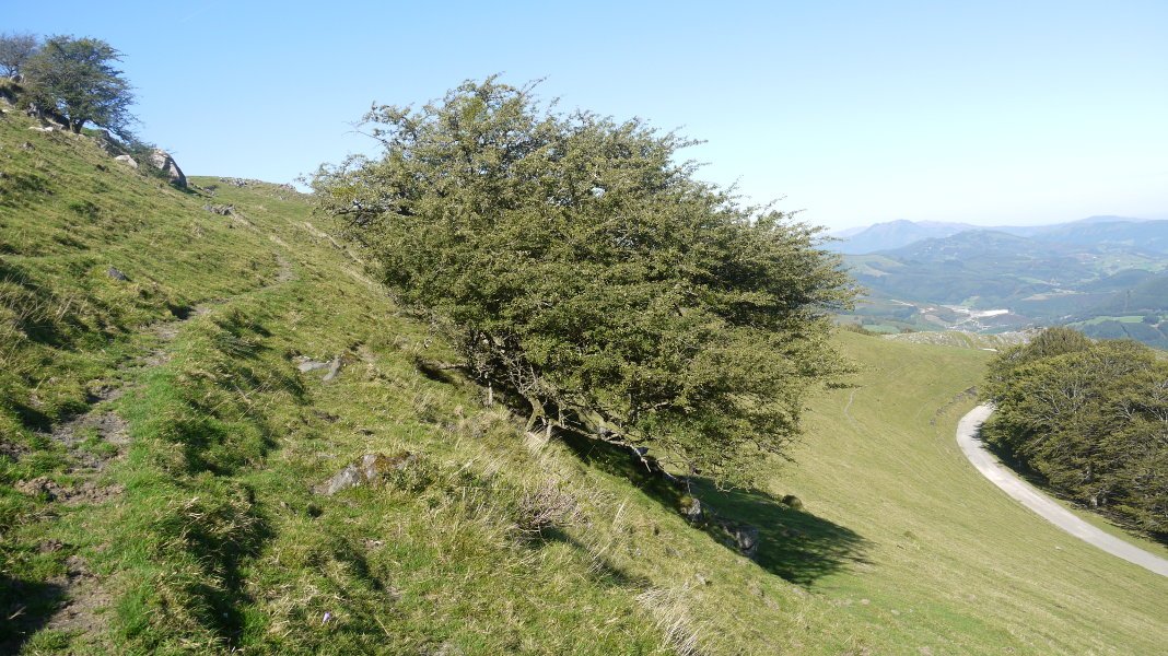 Leitzako elorri zuria