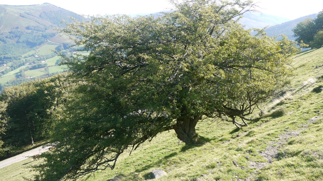 Leitzako elorri zuria