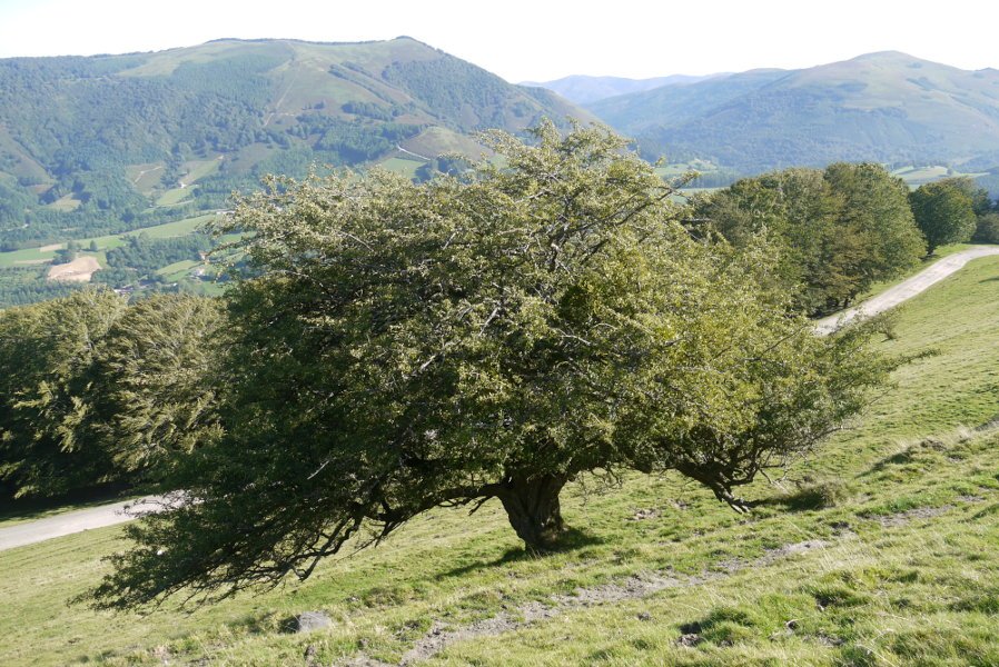 Leitzako elorri zuria