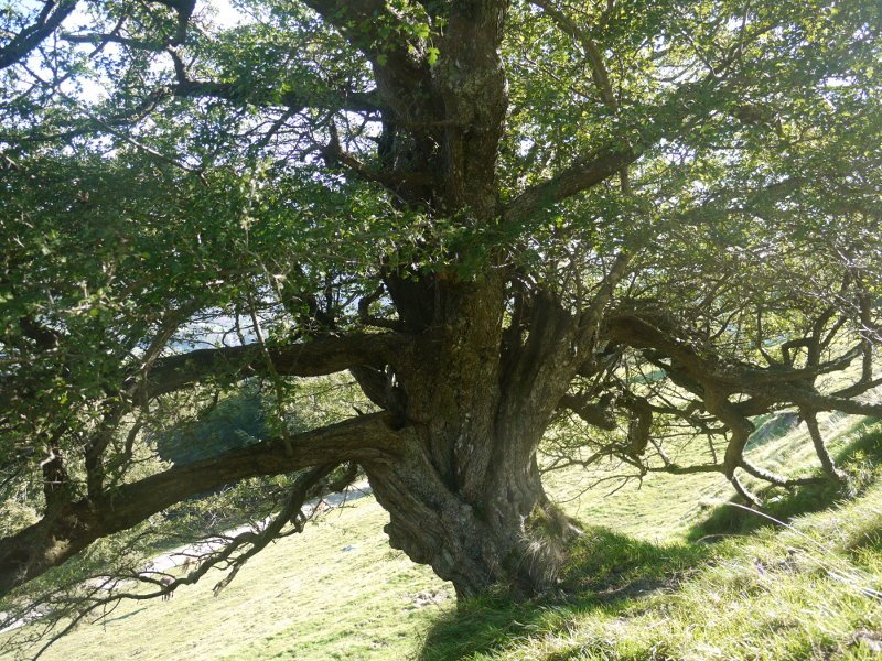 Leitzako elorri zuria