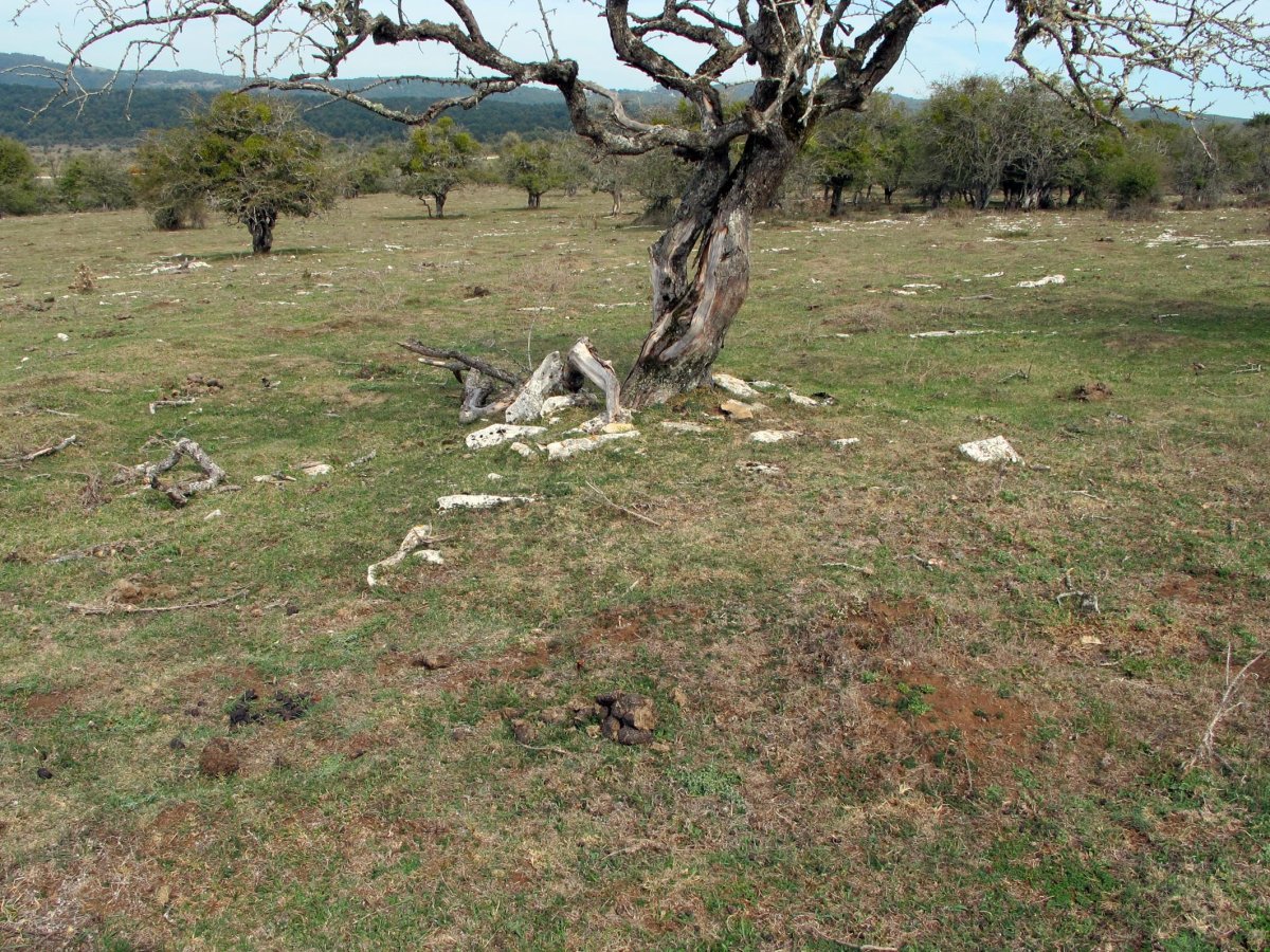 PEDROTXIKI 3 tumulua