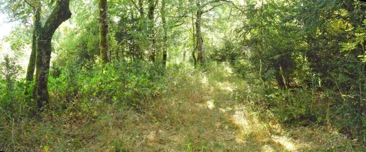 Izaurgiko kaskoko gailur itxia