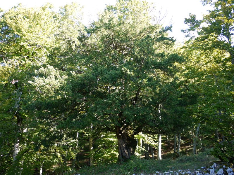 Otsaportilloko hagina