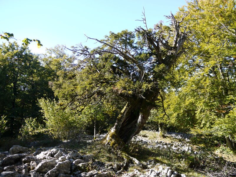 Inguruko beste hagin zahar bat