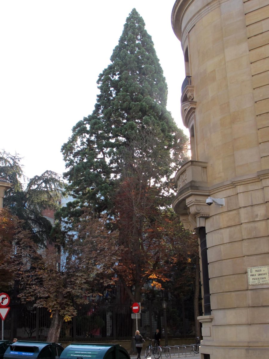 Sequoiadendron giganteum Iruñan