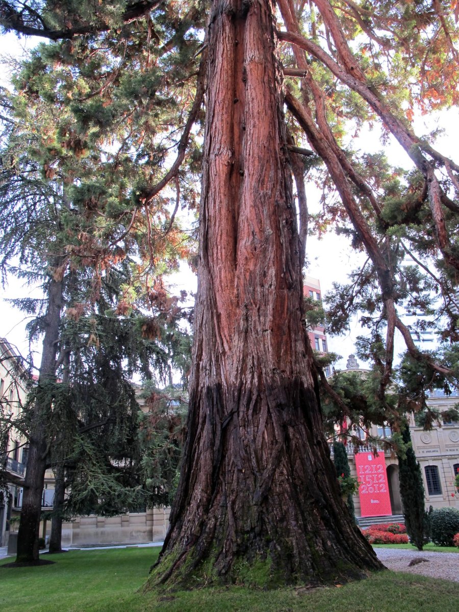 Sequoiadendron giganteum Iruñan
