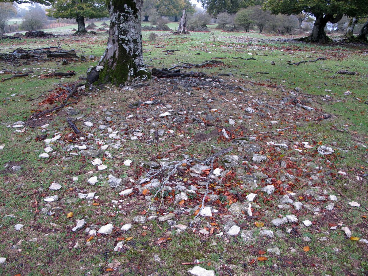 Zurgaina tumulua Zn. 6