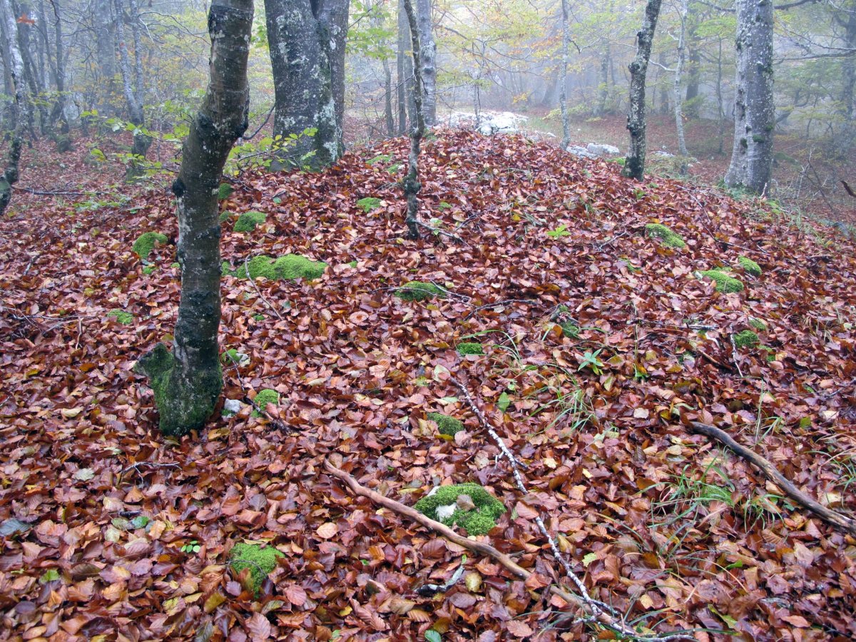 Ekaiza tumulua, Urbasa