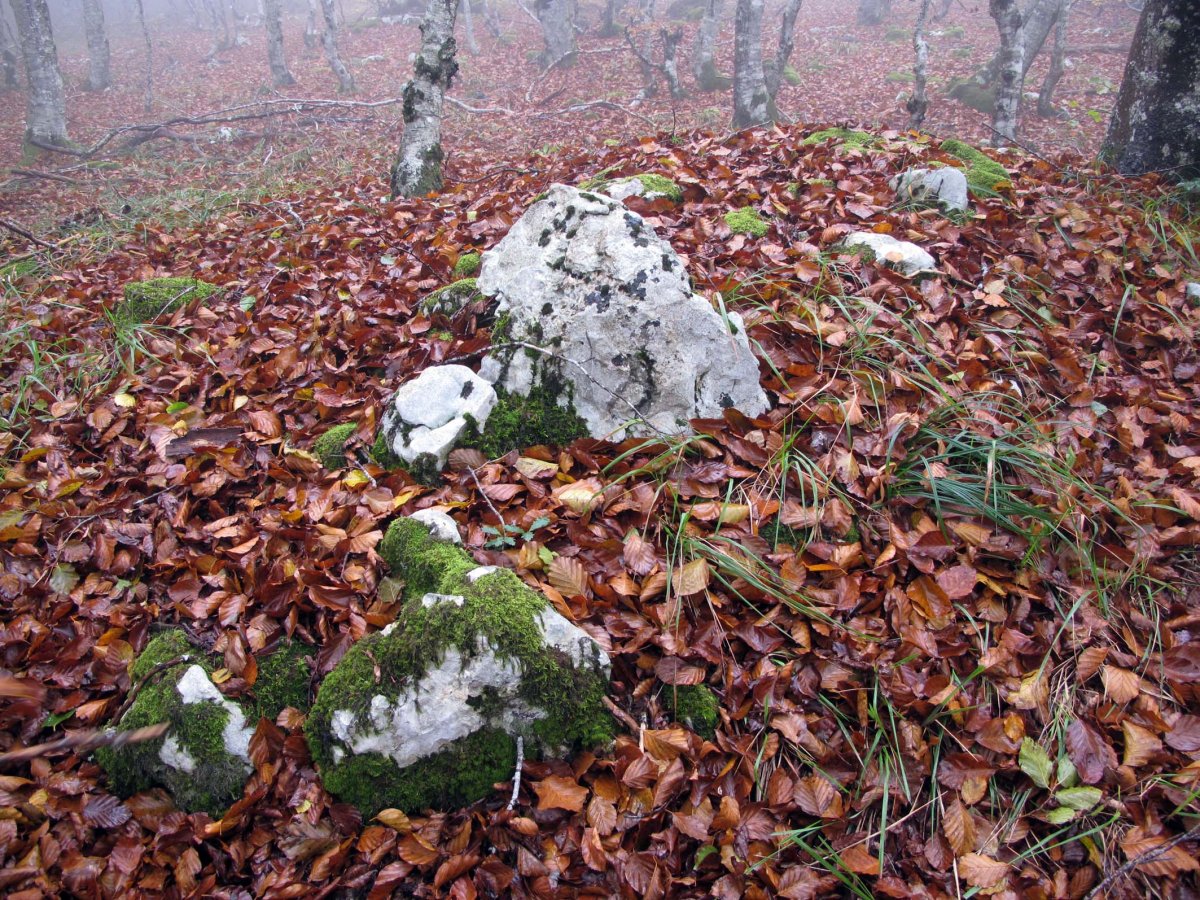 Ekaiza tumulua, Urbasa