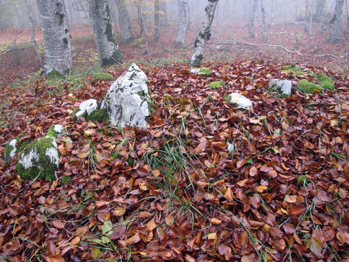 Ekaiza tumulua, Urbasa