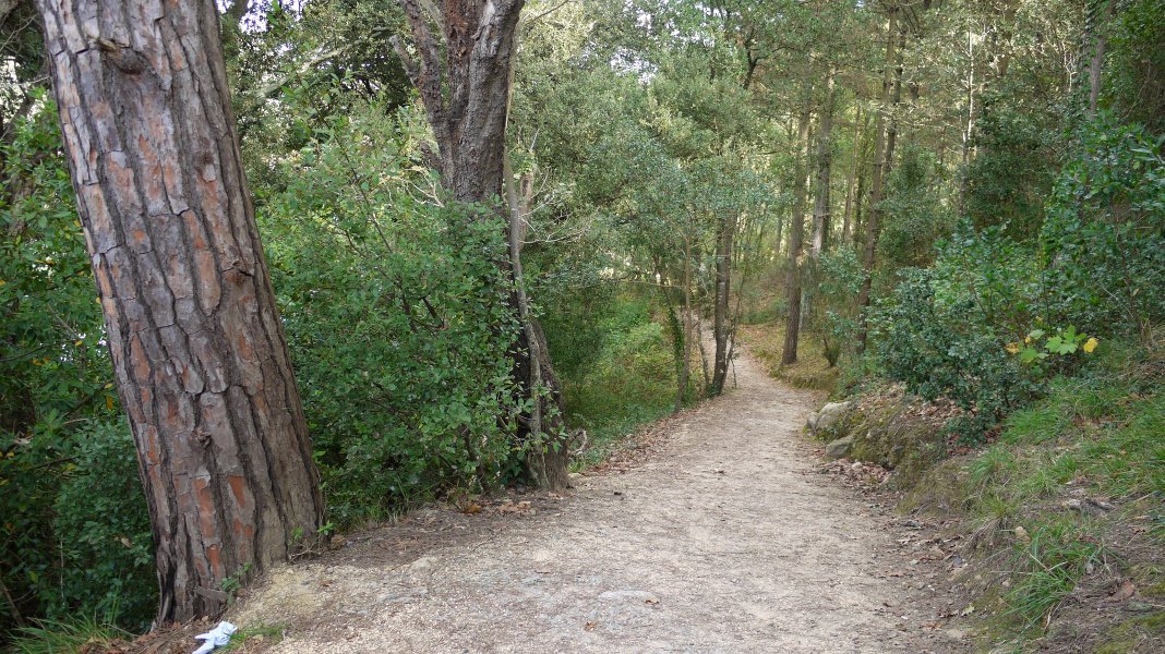 Errioaren bazterreko bidea basoan barrena