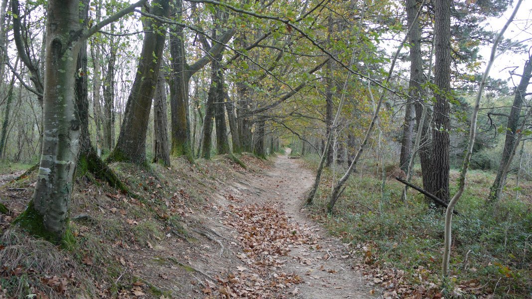 Liztorretarako bidea