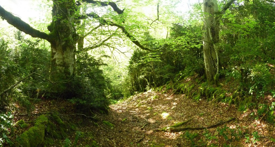 Oihanilun, ezin izen egokiagorik aurkitu