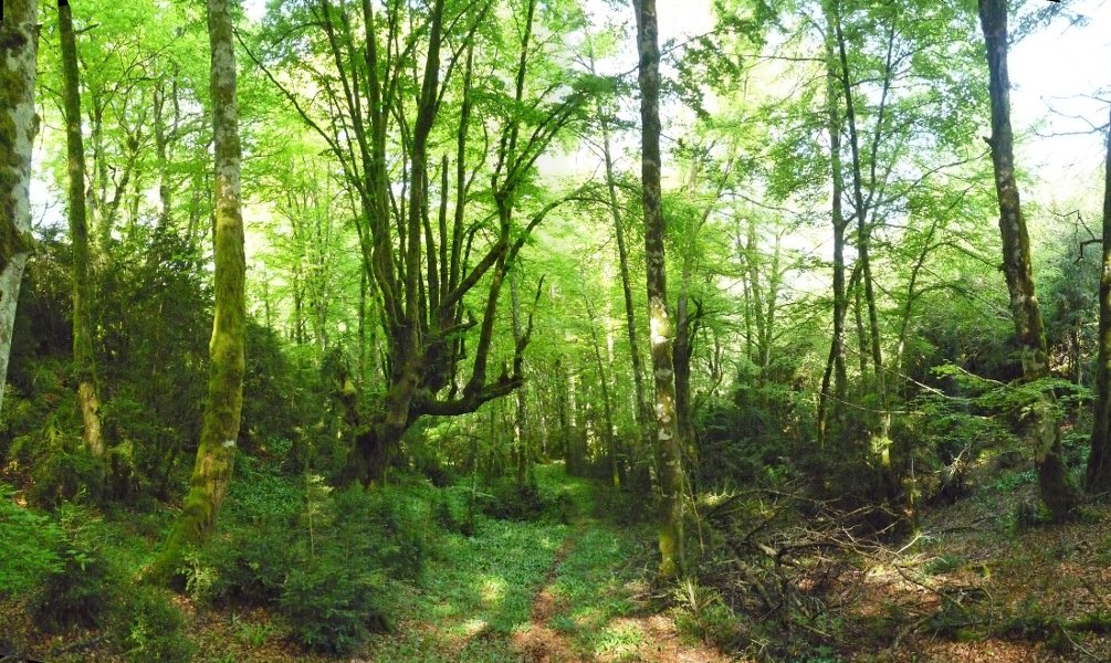 Oihanilun, izen ezin egokiagoa