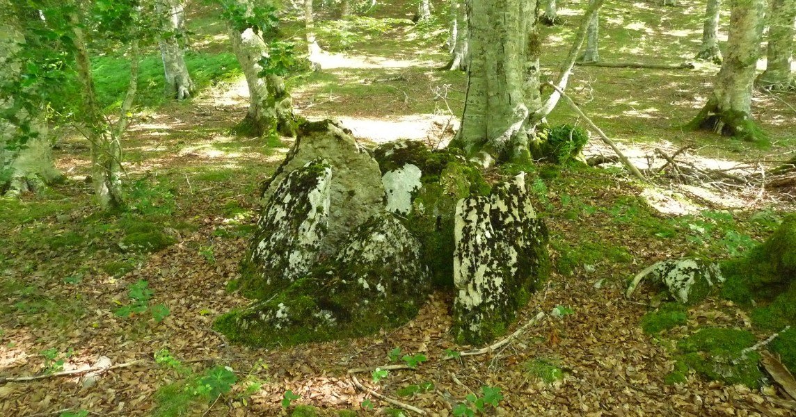 Mozkordiko trikuharria