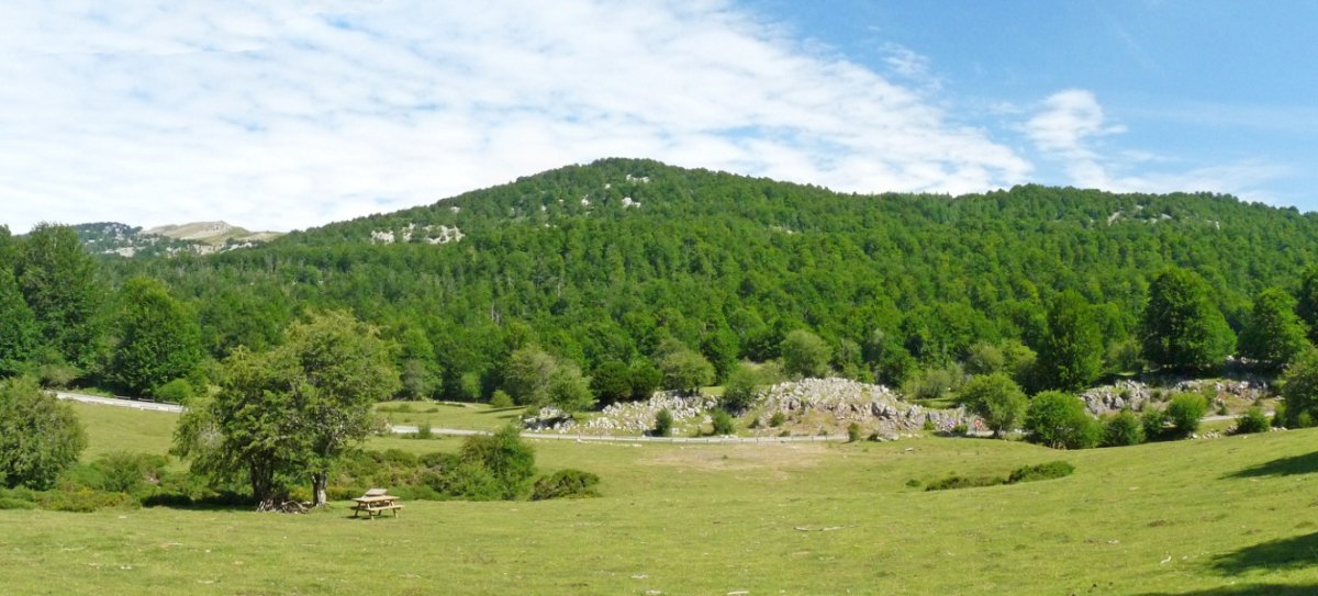 Oiarbideko bizkar oihantsua