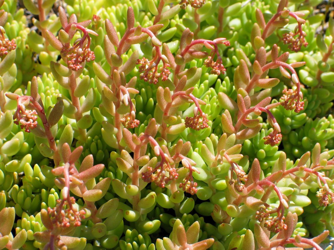 Sedum generoko landareak, haitzaren gainean