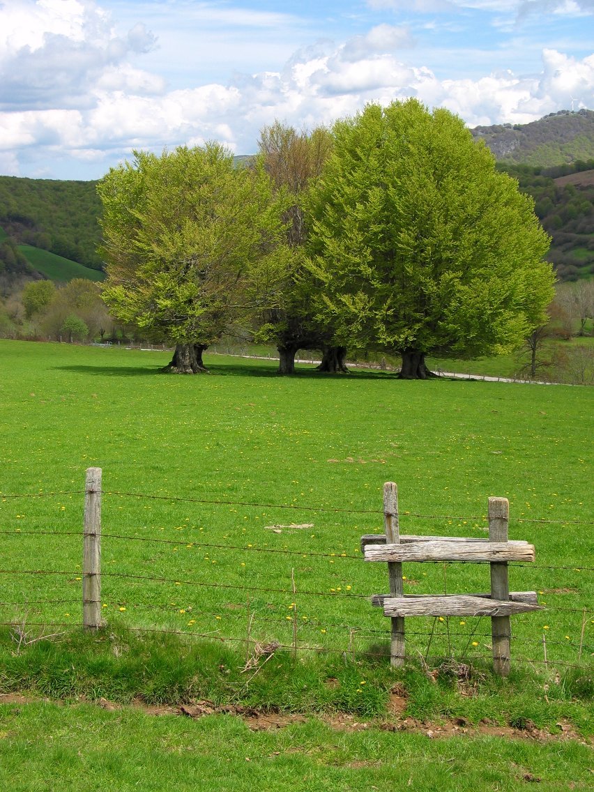 Hesia eta pagoak Uitzi aldeko larrean