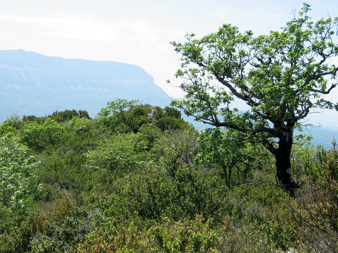 Tontorra eta inguruak
