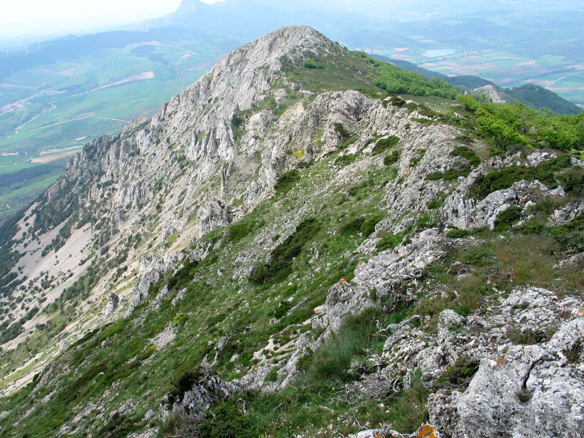 Mendebaldeko gandorra