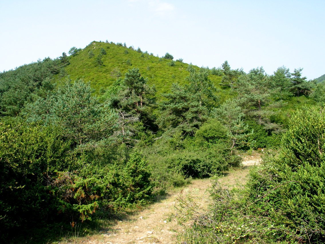 Ezpela gailentzen da gehienean