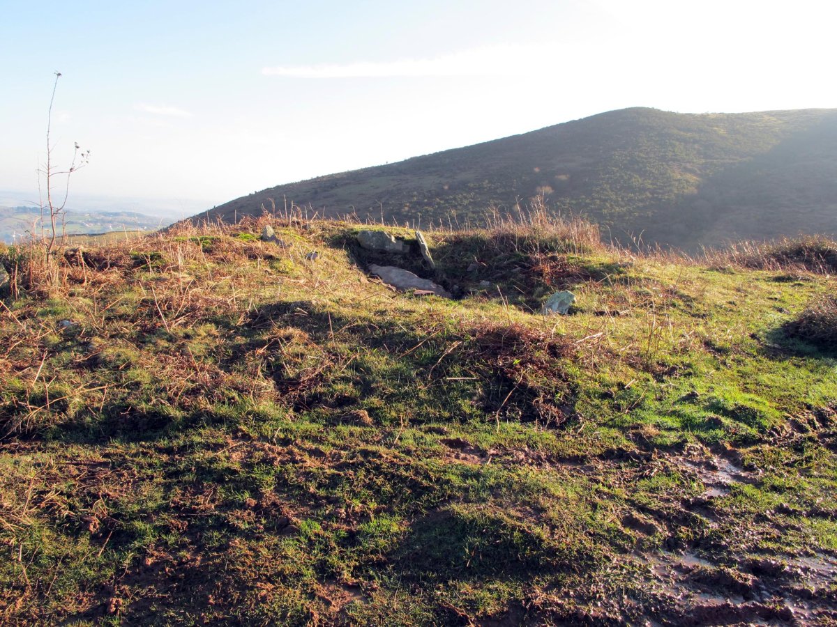 Usatuita 1 trikuharria