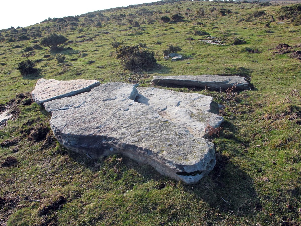 Xoldokogaña zutarria