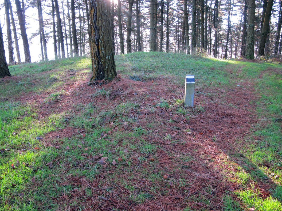 Mandubi Zelaia trikuharria