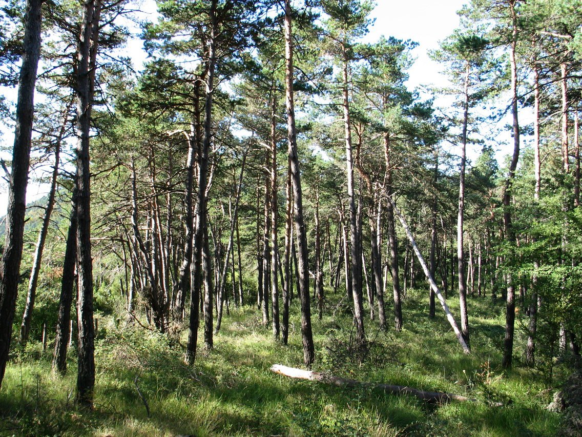 Pinudia Hegoaldeko bizkarrean