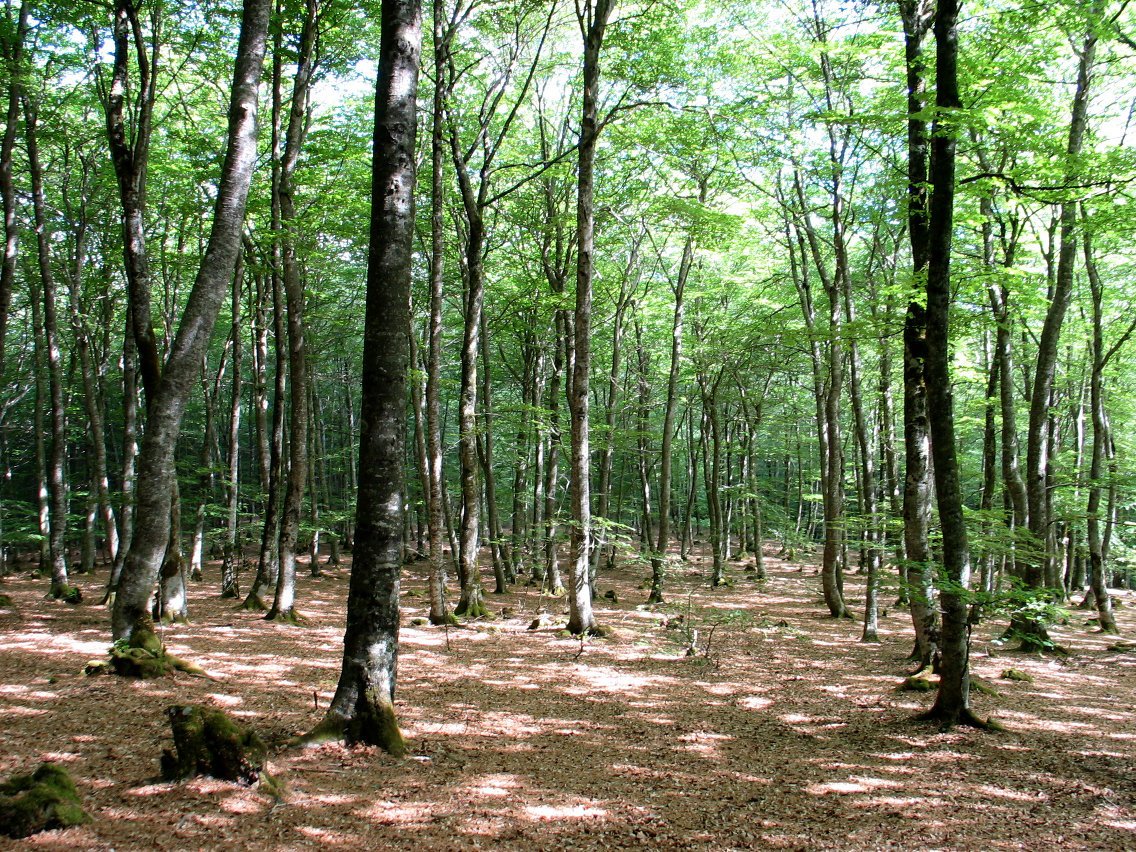 Tontorraren inguruko basoa