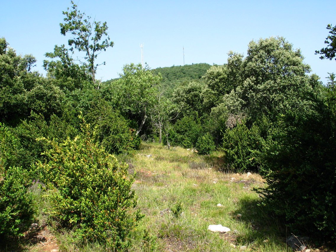 Tontorra Mko lepotik