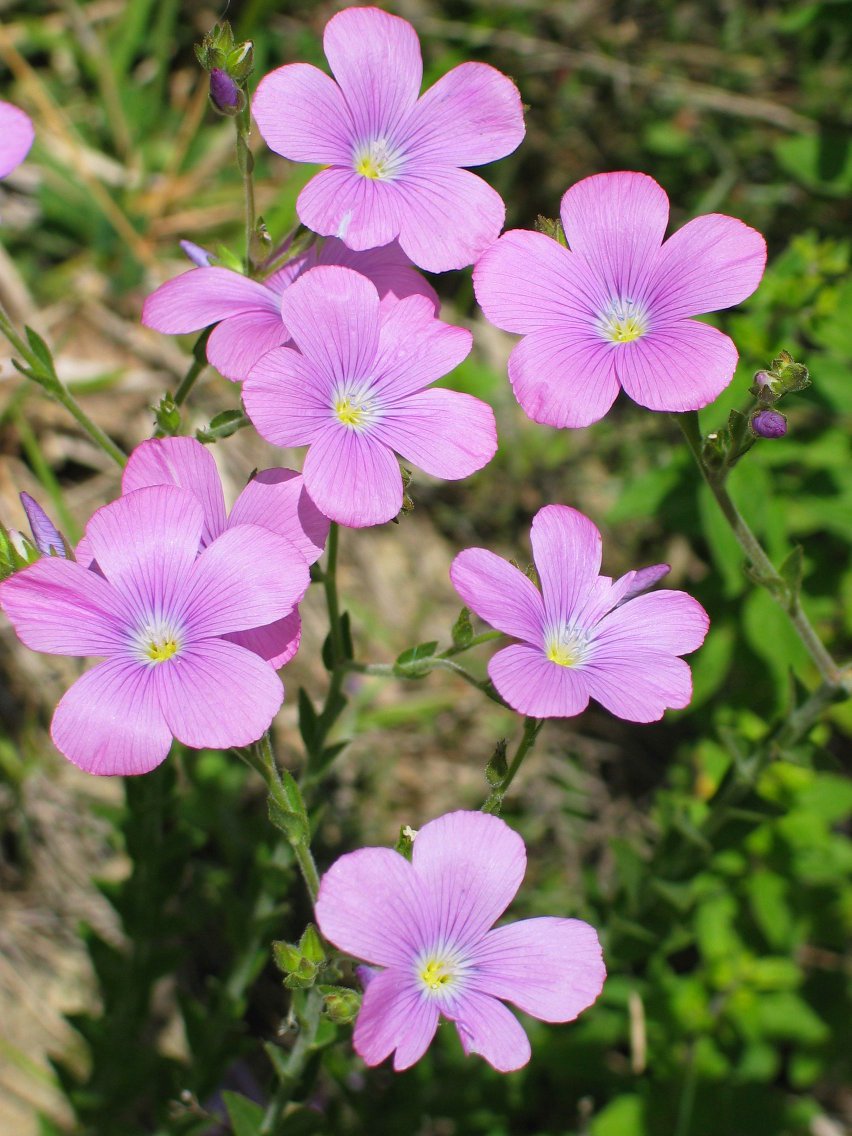 Linum viscosum, bide bazterrean