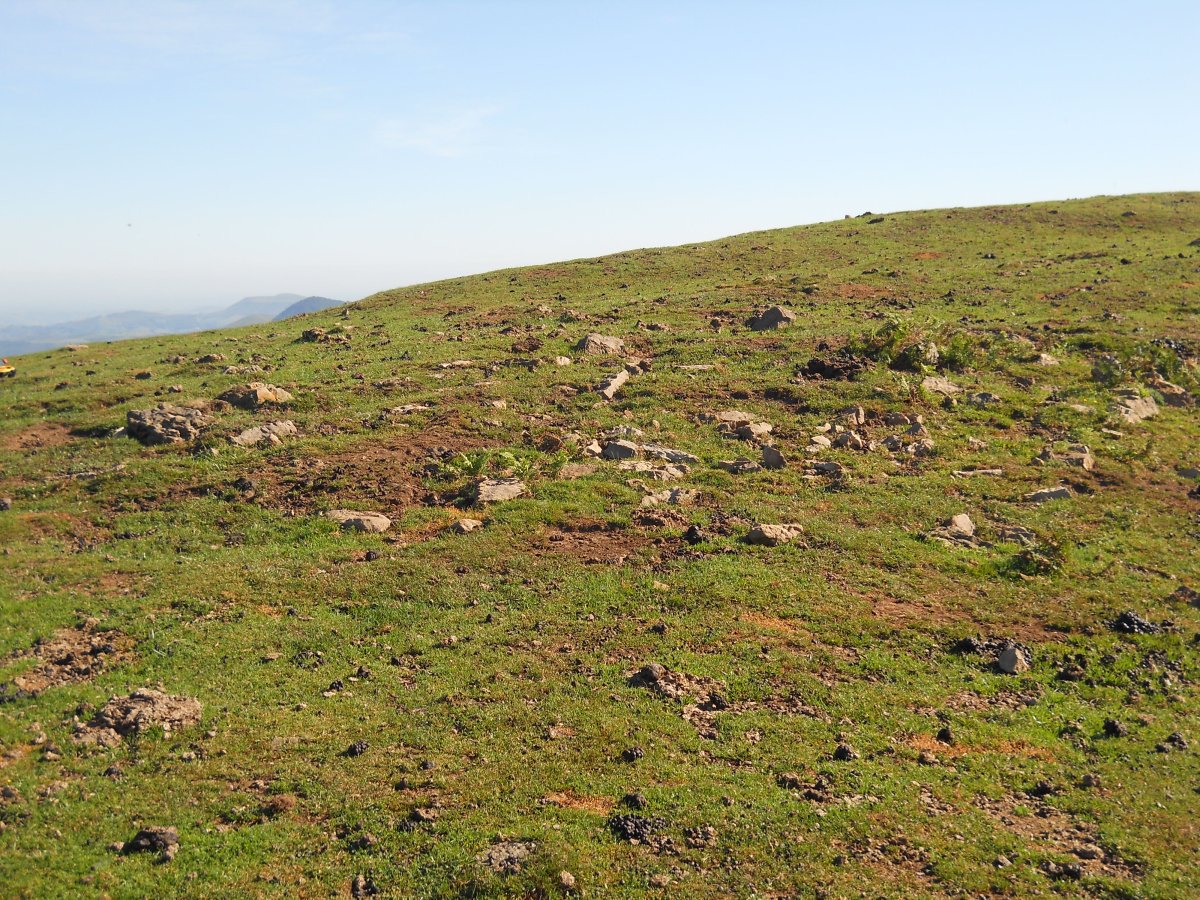 Mataria harrespila 1