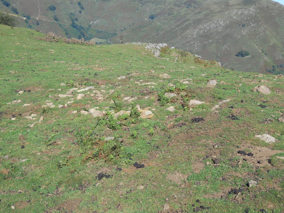 Mataria harrespila 1