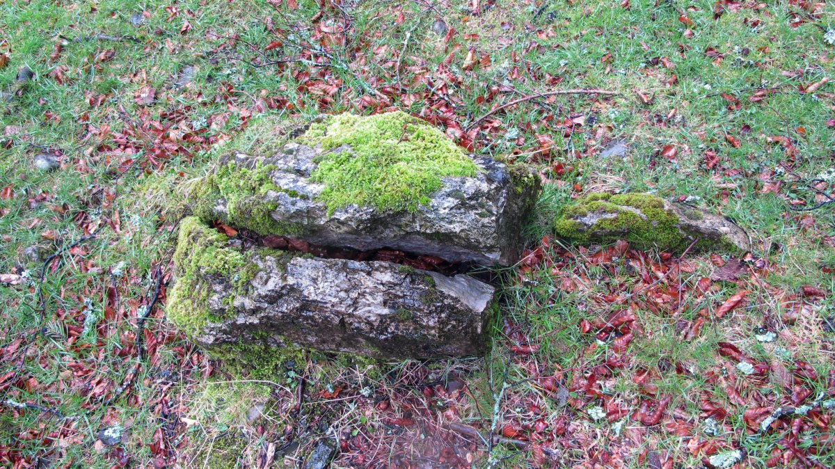 Petilarre trikuharria