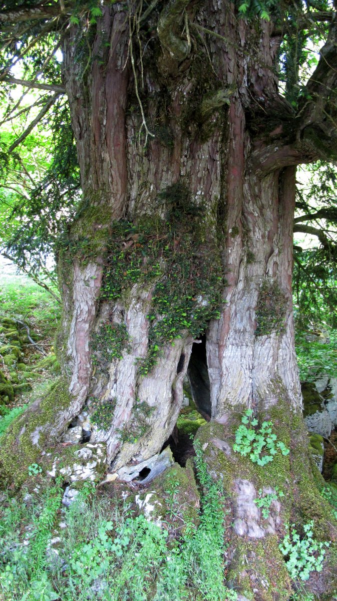 Otsaportilloko hagina