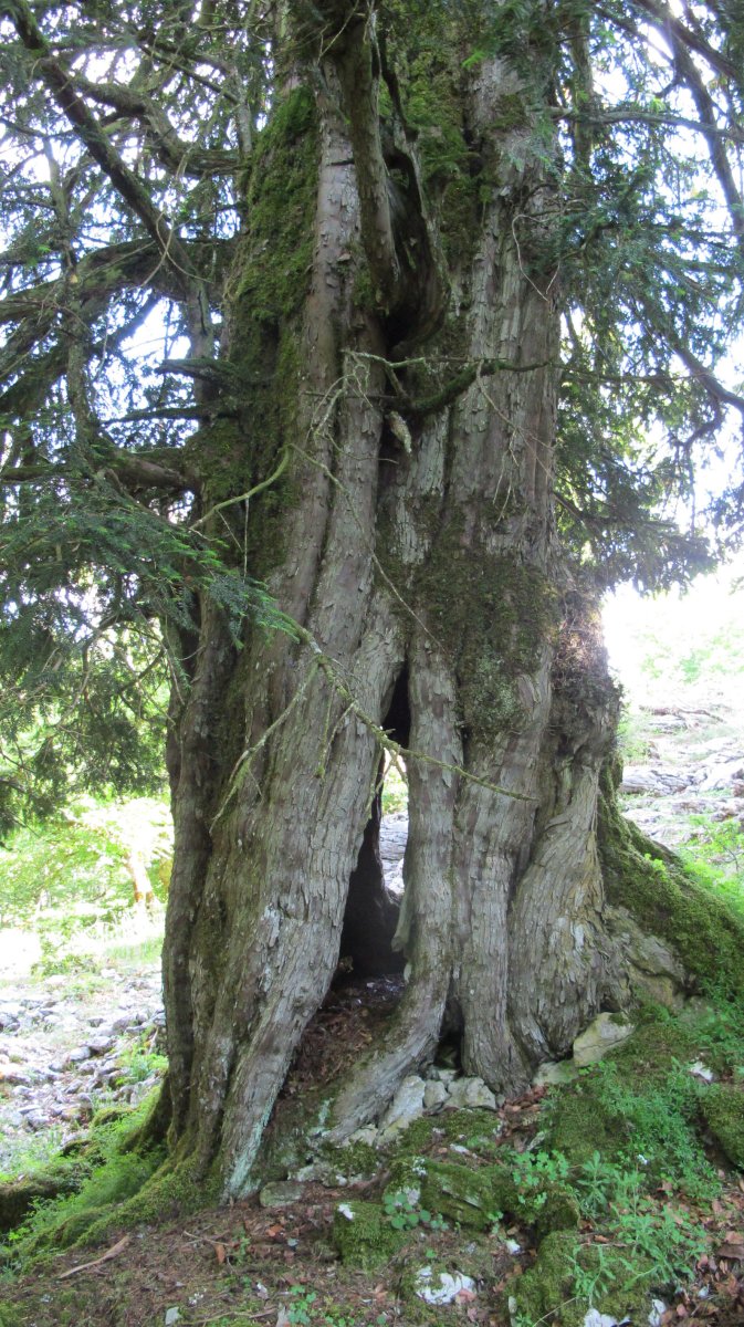 Otsaportilloko hagina