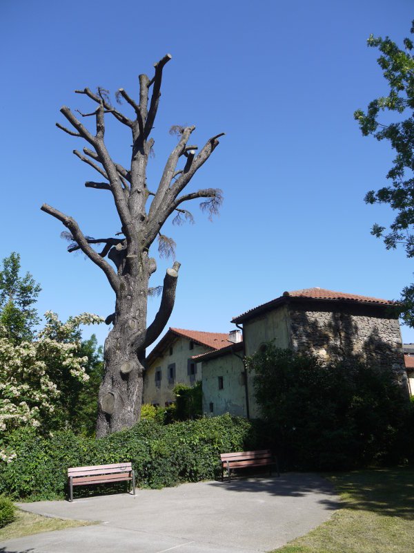 Etxeondoko zedro erraldoiaren adar igarrak kimatu eta gero